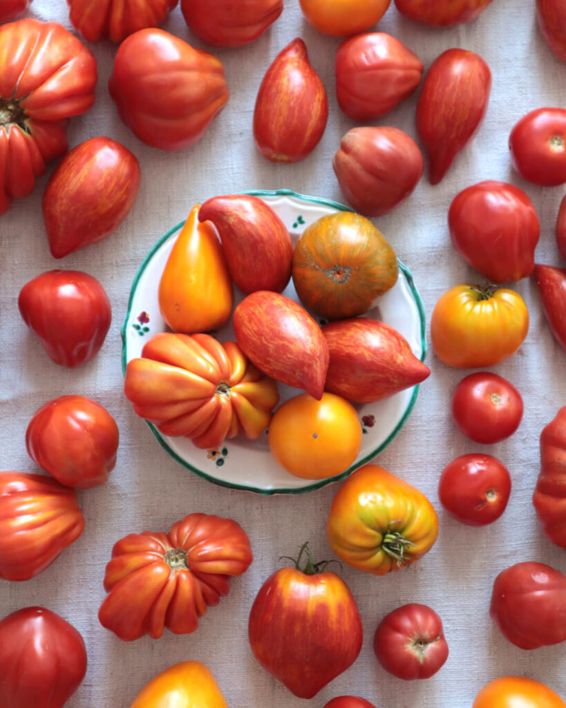 Viele bunte Tomaten auf einem Teller
