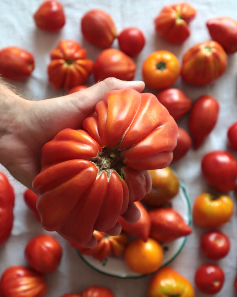 Eine Hand hält eine große Tomate