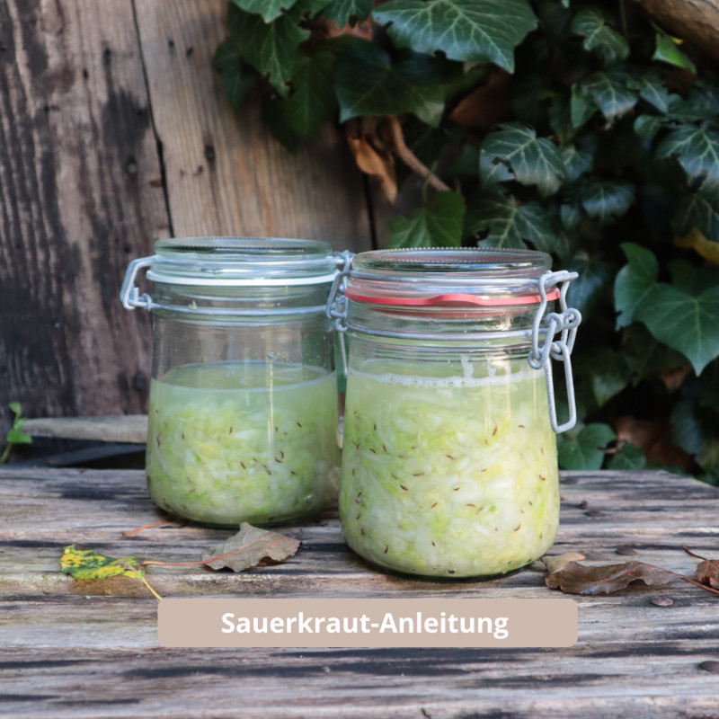 Sauerkraut selber machen