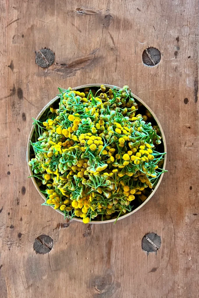 Rainfarnblüten in einer Schale
