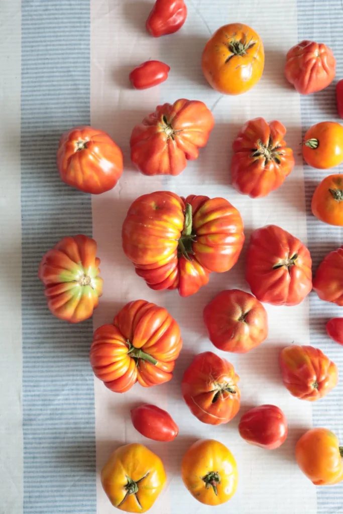 Gelbe und rote Tomaten aufgelegt