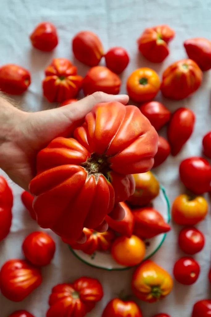 Hand hält große Tomate