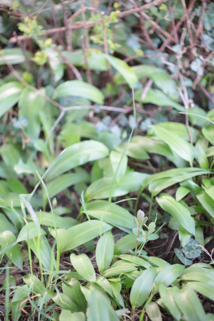 Bärlauch am Waldboden