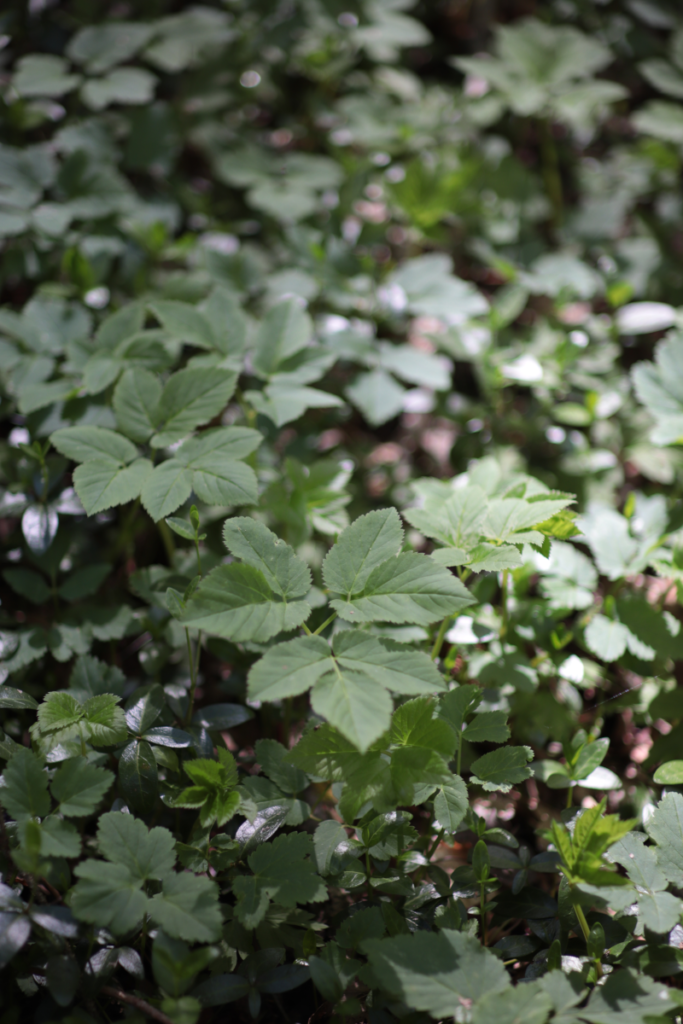 Giersch am Waldboden